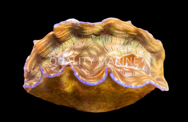 Striped Blue Rim Derasa Clam :: 56553