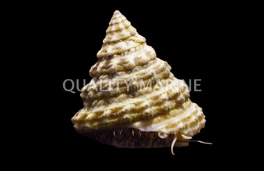 Turban Snail :: 57019