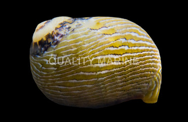 Nerite Snail :: 57028