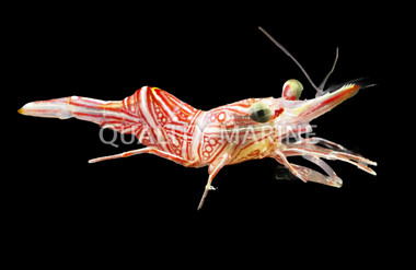 Camel Shrimp :: 57507