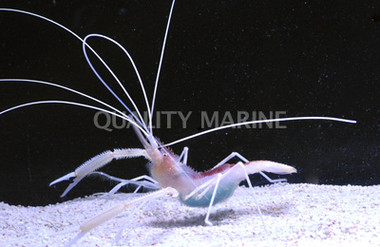 Cave Shrimp  :: 57508