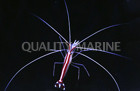Scarlet Skunk Cleaner Shrimp :: 57509