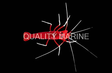 Blood Red Fire Shrimp :: 57515