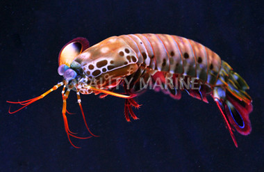 Peacock Mantis Shrimp :: 57530