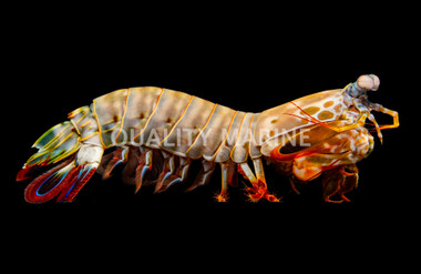 Peacock Mantis Shrimp :: 57530