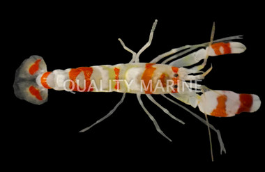 Red Banded Pistol Shrimp :: 57549