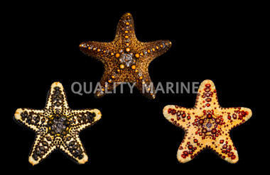 Assorted African Sea Star :: 59000
