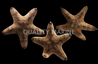 Assorted African Sea Star :: 59000