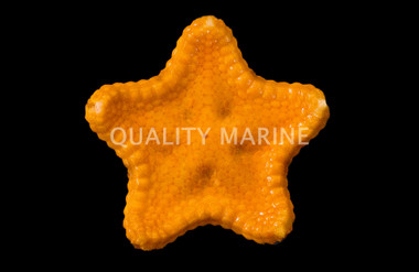 Biscuit Sea Star :: 59005