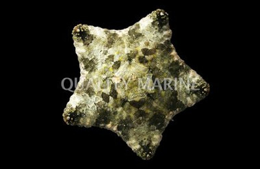 Biscuit Sea Star :: 59005