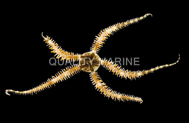 Brittle Sea Star :: 59007