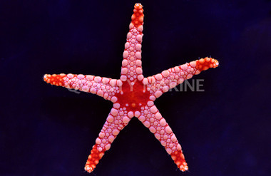 Orange Marble Sea Star :: 59018