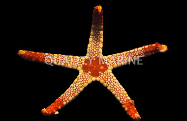 Red Marble Sea Star :: 59019