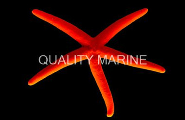 Red Linckia Sea Star :: 59030