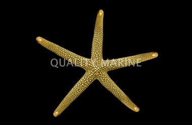Yellow Spotted Mesh Sea Star :: 59033