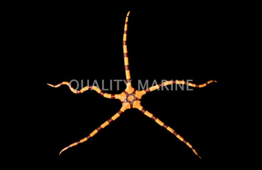 Tiger Brittle Sea Star :: 59038