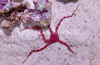 Red Brittle Sea Star :: 59039