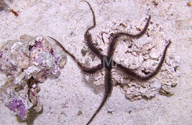 Fancy Brittle Sea Star :: 59041