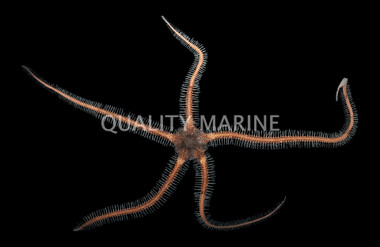 Knobby Fancy Brittle Sea Star :: 59047