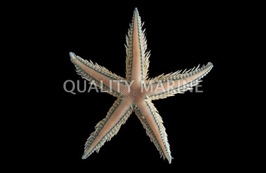 Blue/Pink Sand Sifting Sea Star :: 59057
