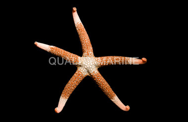 Peach Tip Mesh Sea Star :: 59068