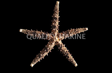 Rainbow Komodo Sea Star :: 59079