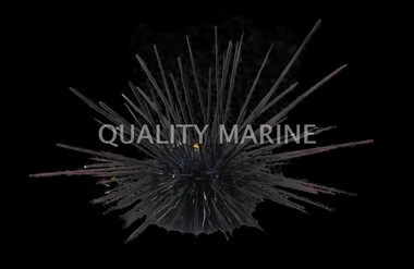 Black Longspine Urchin :: 59501
