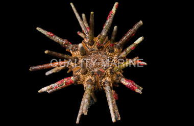 Pencil Urchin :: 59503