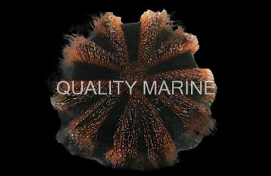 Red Tuxedo Urchin :: 59512