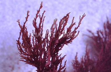 Red Kelp on Rock :: 60029