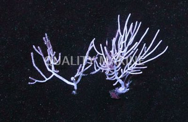 White Fan Gorgonian :: 51005