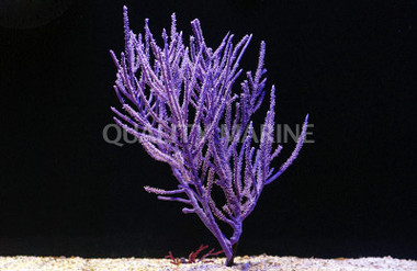 Purple Bush Gorgonian :: 51009