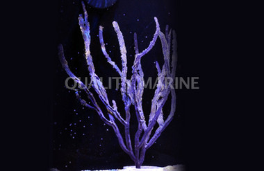 Purple Ribbon Gorgonian  :: 51011