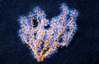 Yellow Finger Gorgonian :: 51018