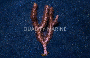 Large Polyp Gorgonian :: 51026