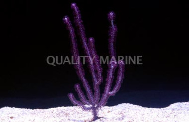 Northern Australia Gorgonian :: 51036