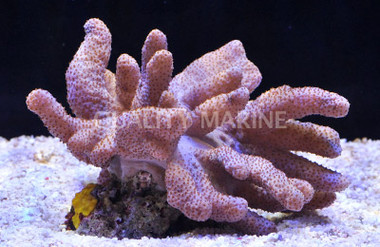 Green Thick Finger Lemnalia Tree Coral :: 51531