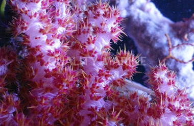 Snow White Carnation Tree Coral :: 51535
