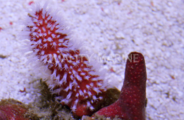 Fuzzy Carrot Coral :: 51537