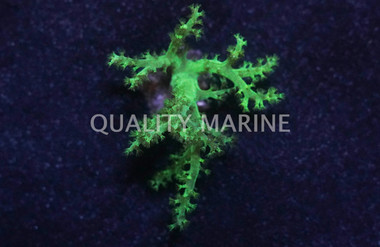 Neon Green Nepthea Tree Coral :: 51547