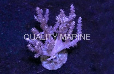 Kenya Tree, Mini Colony :: 51569