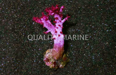 Flower, Dendronephthya, Nano :: 51579