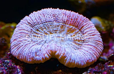 Pink Trachyphyllia Coral :: 52006