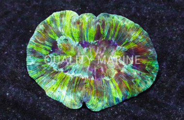 Green Trachyphyllia Coral :: 52007
