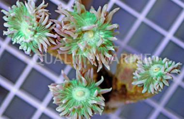 Duncanopsammia Coral :: 52022