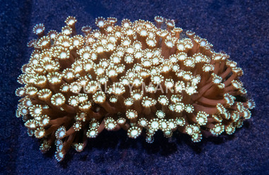 Daisy, Branch Green :: 52070