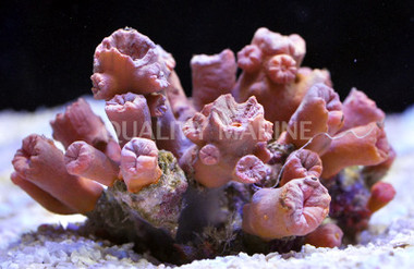 Colored Tube Coral :: 52104