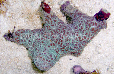 Color Striped Acanthastrea Coral :: 52122