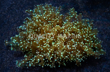 Green Frogspawn Coral :: 52145