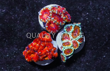 Lordhowensis, Single Color :: 52152